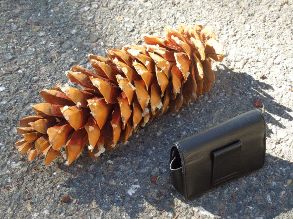 Sugar pine cones can be as long as 16 iinches