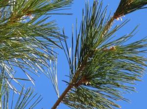 Sugar pine needles