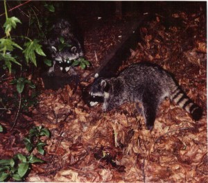 Yosemite 1994 - raccoons