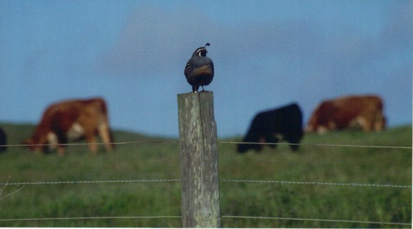California quail 