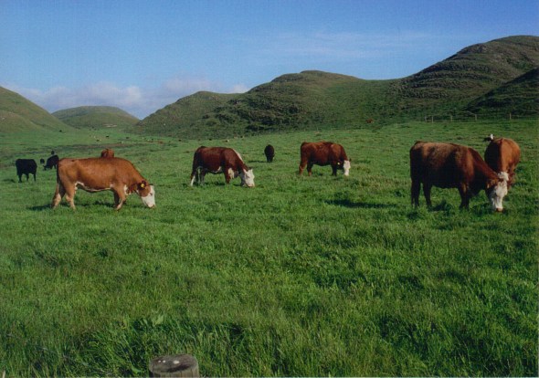 Point Reyes Abbotts Lagoon cattle