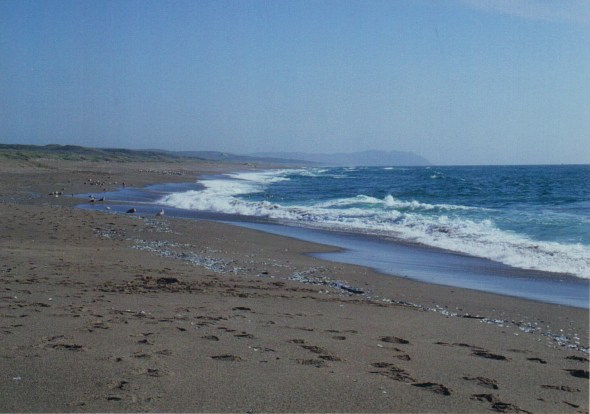 Waves and shorebirds
