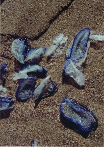 Point Reyes Abbotts Lagoon tidal deposits