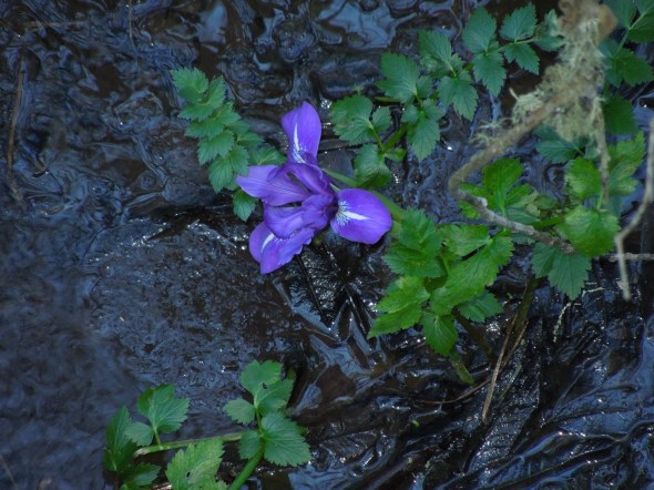 Pt Reyes - Alamere Falls iris