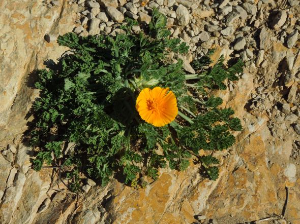 Pt Reyes - Alamere Falls poppy in the trail
