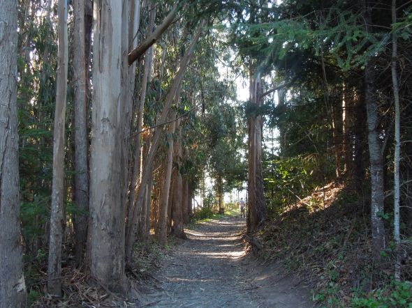 Coast Trail, Point Reyes National Seashore