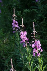 Fireweed