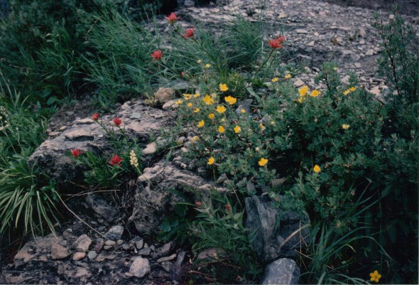 Garden Wall - flower field