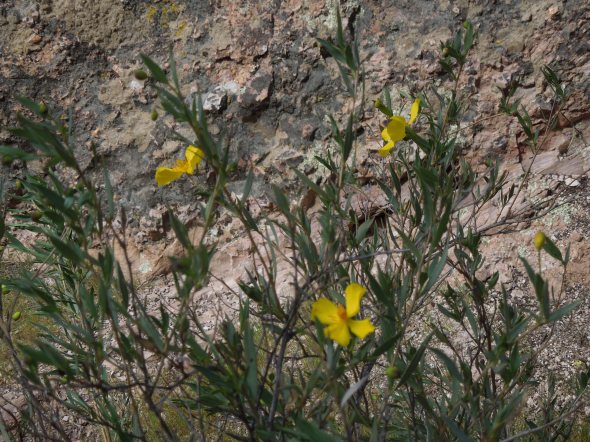 Bush poppy