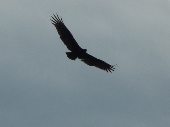 PInnacles - California condor