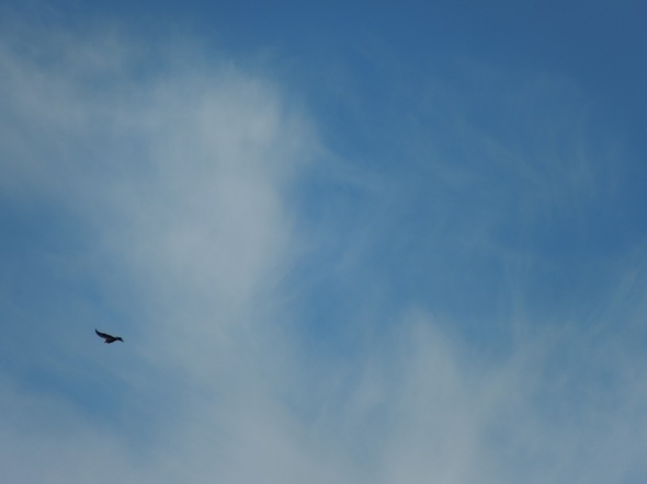 Pinnacles - soaring condor
