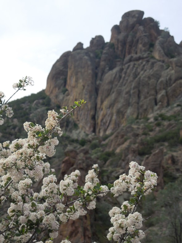 Buck brush and Pinnacles
