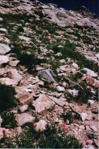 Tetons - Paintbrush Divide - paintbrush hillside