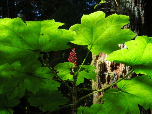 Devil's Club - beware its barbed spines
