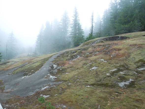"Meadow" of lichen hugging glacial-polished rock